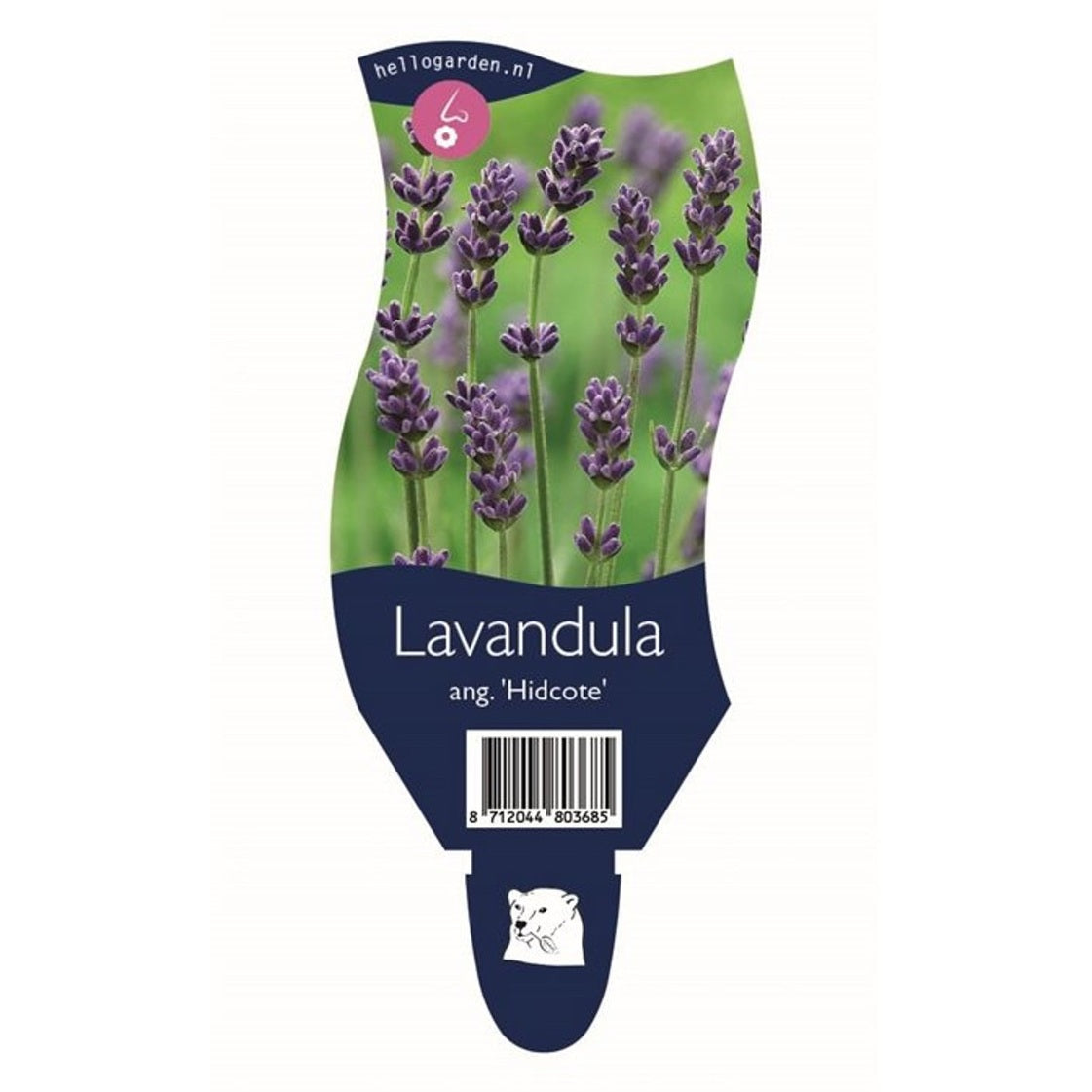 Lavendel – Lavandula angustifolia 'Hidcote' - P11